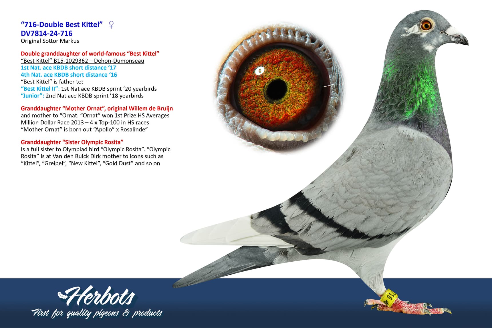 pigeon: undefined