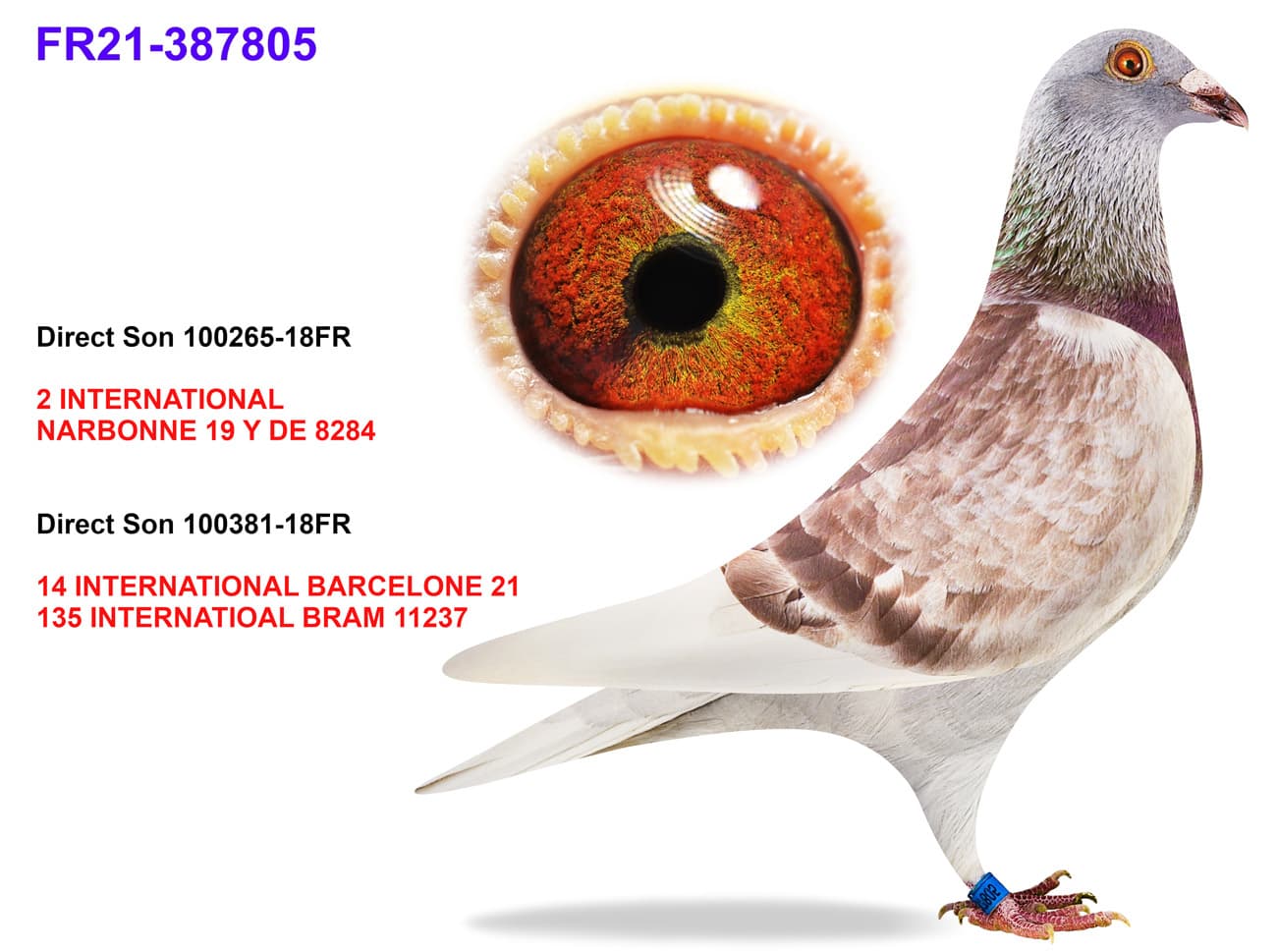 pigeon: Son 2 INat Narbonne