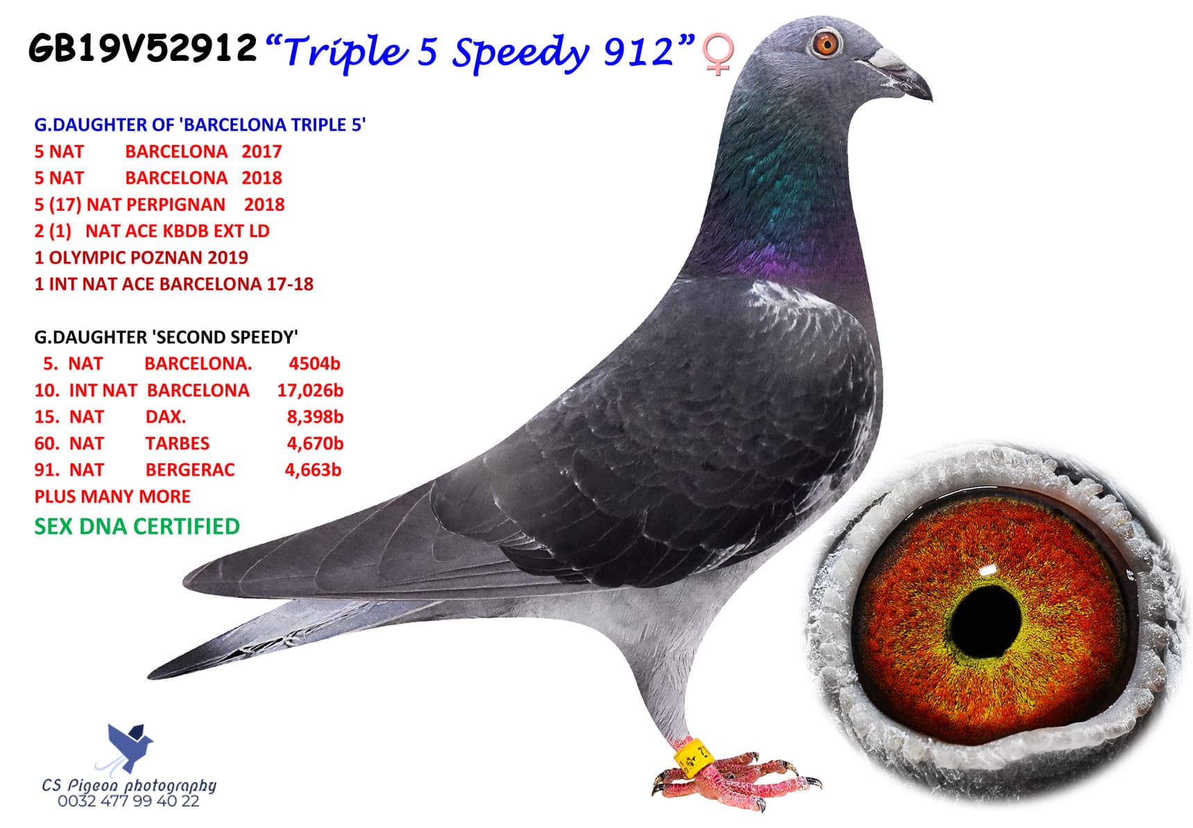 pigeon: TRIPLE 5 SPEEDY 912