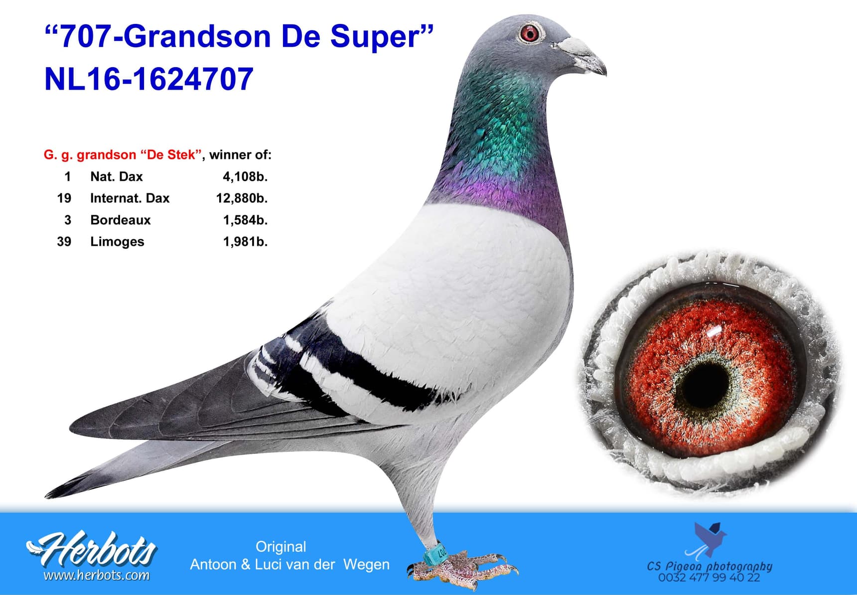 pigeon: undefined
