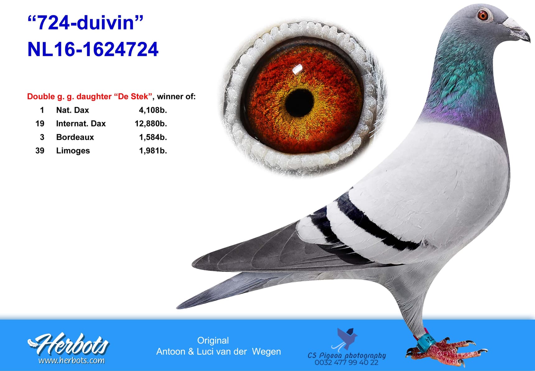 pigeon: undefined