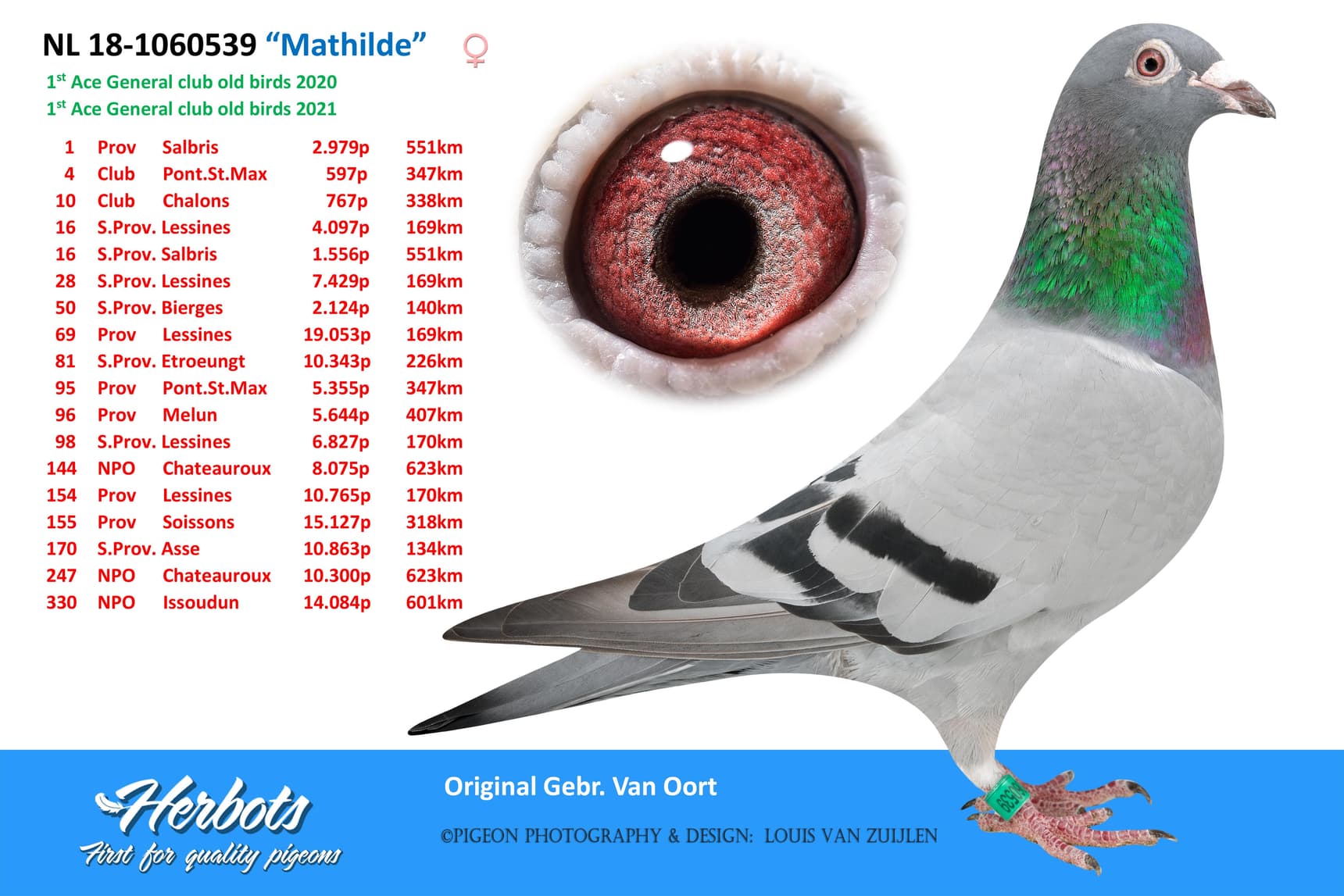 pigeon: “Mathilde”
