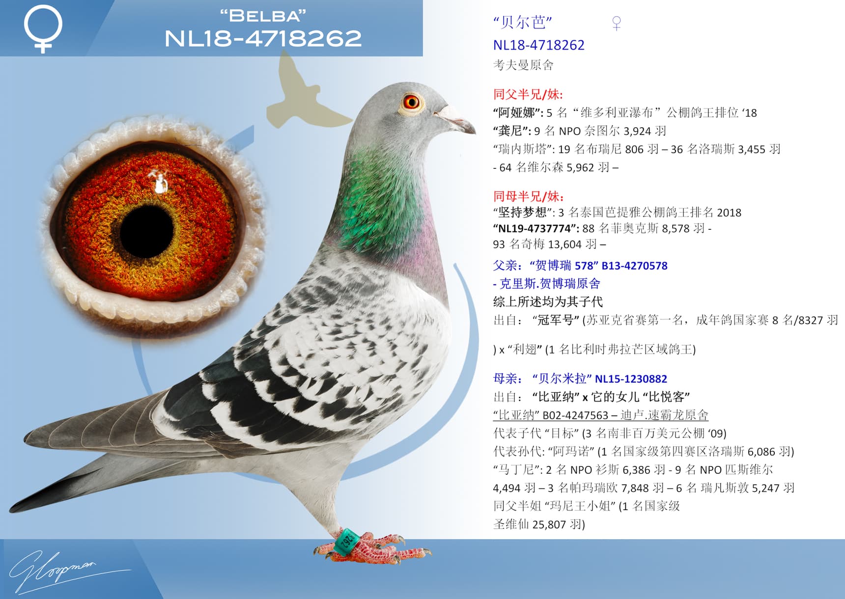 pigeon: “贝尔芭”