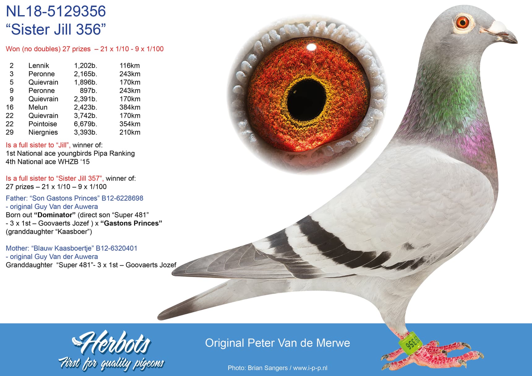 pigeon: “Sister Jill 356”