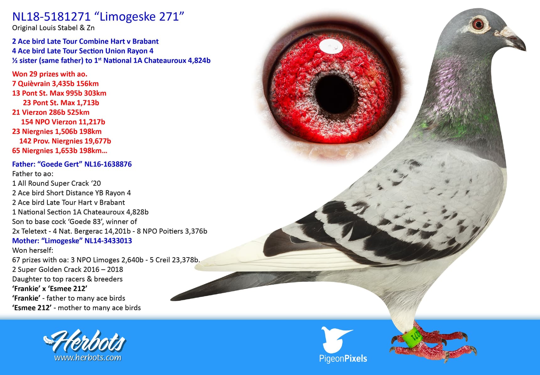 pigeon: undefined