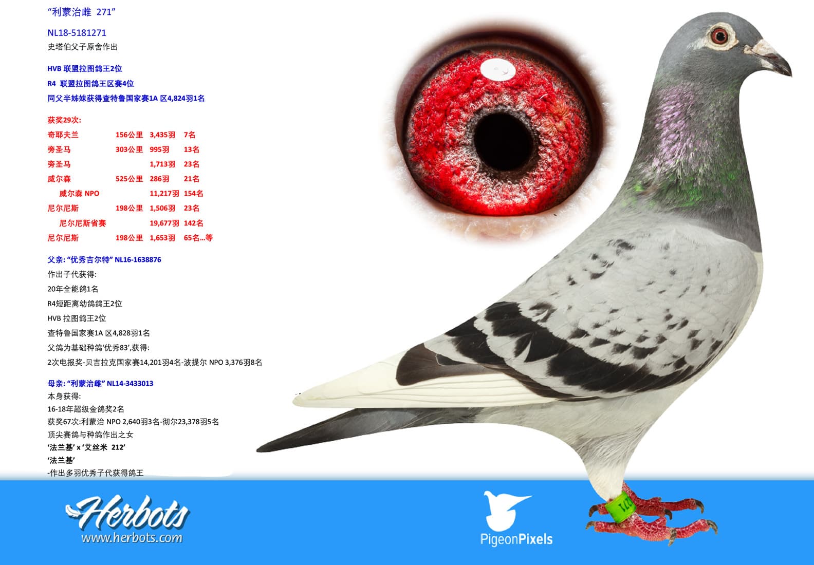 pigeon: undefined