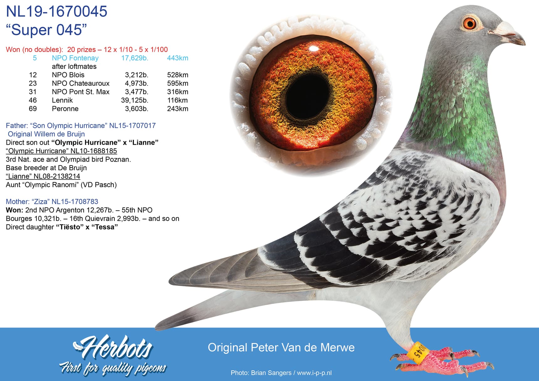 pigeon: “Super 045”