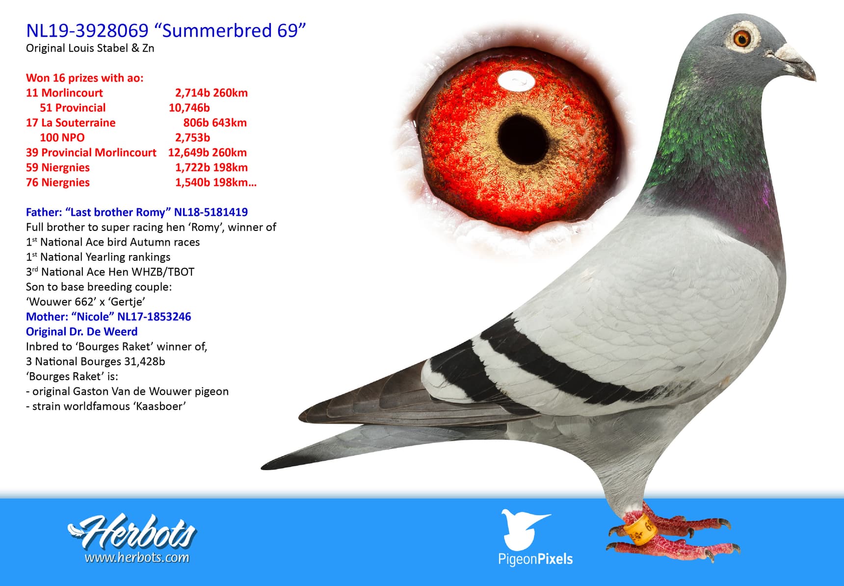 pigeon: undefined