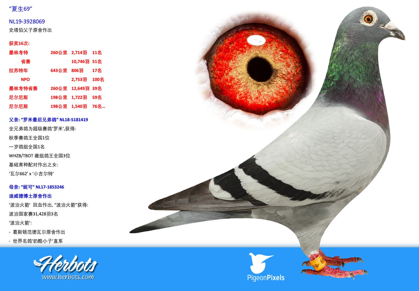 pigeon: undefined