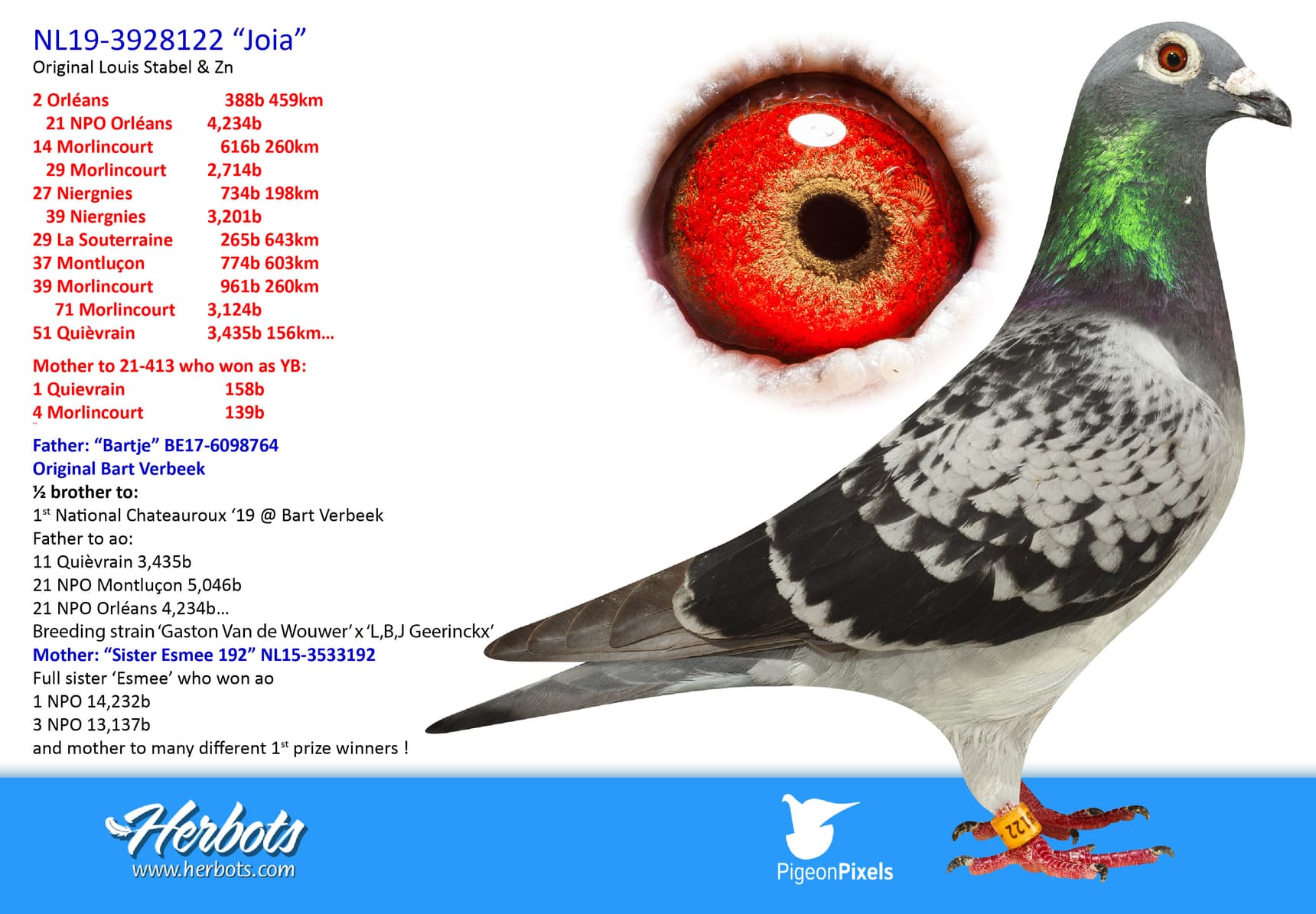 pigeon: undefined