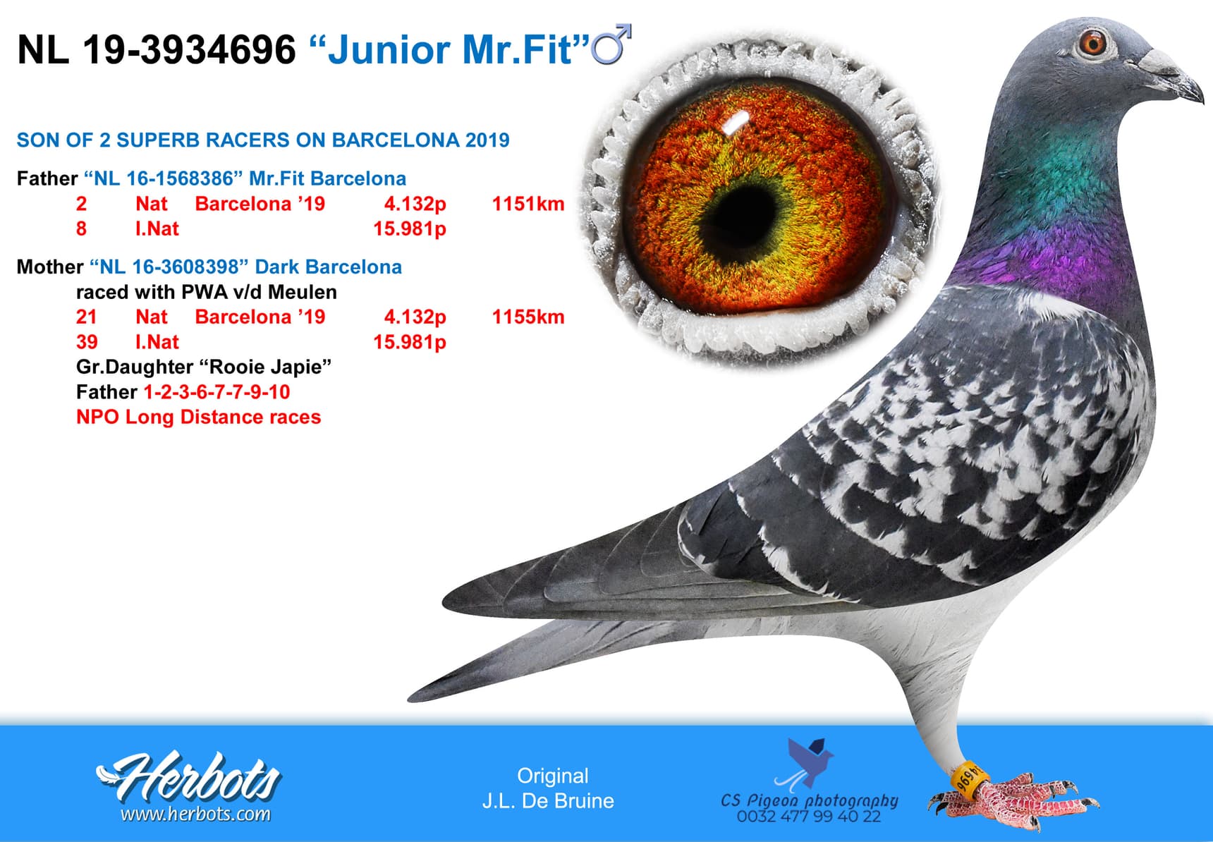 pigeon: "Junior Mr.Fit"