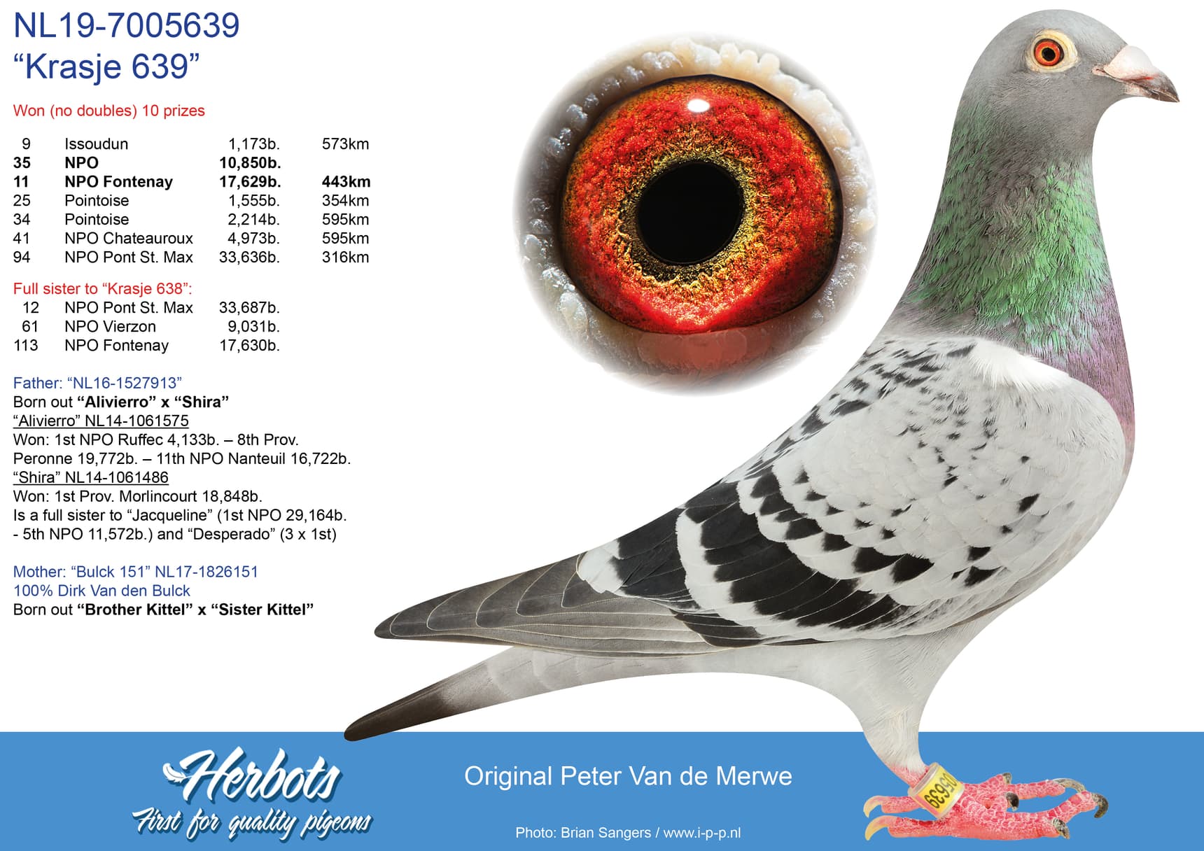 pigeon: “Krasje 639”