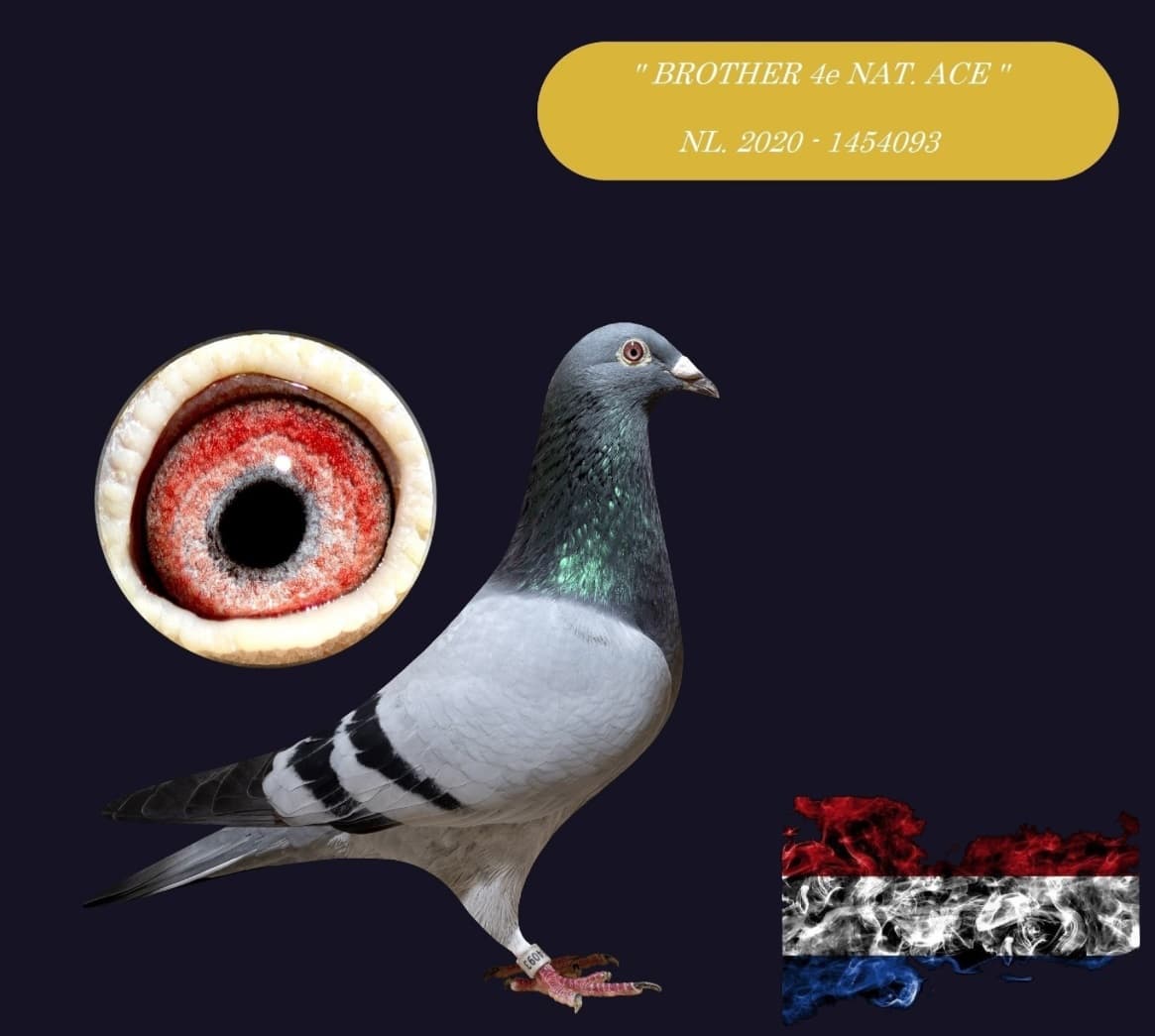 ‘Brother 4e Nat Ace’