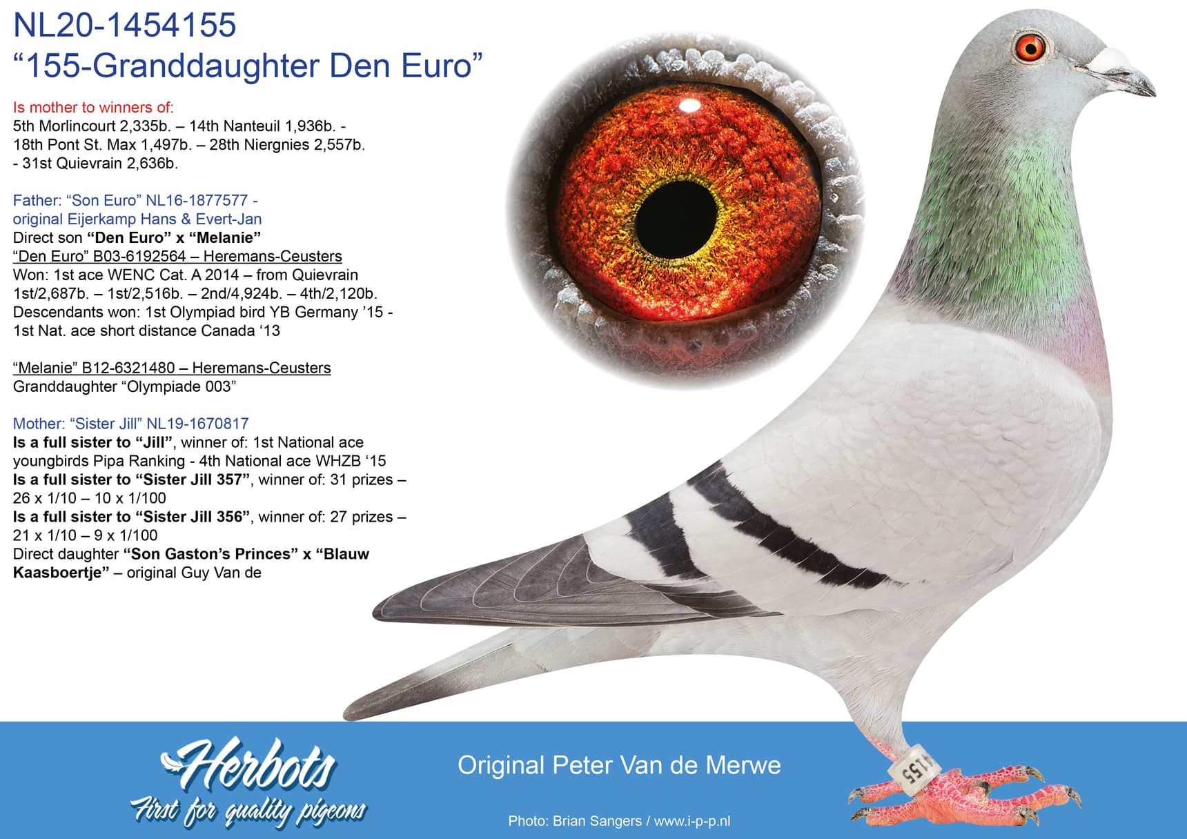 pigeon: “155-Granddaughter Den Euro”