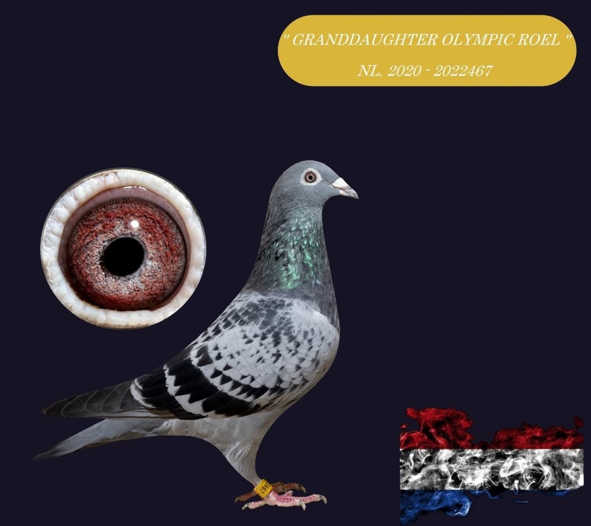 ‘Granddaughter Olympic Roel’