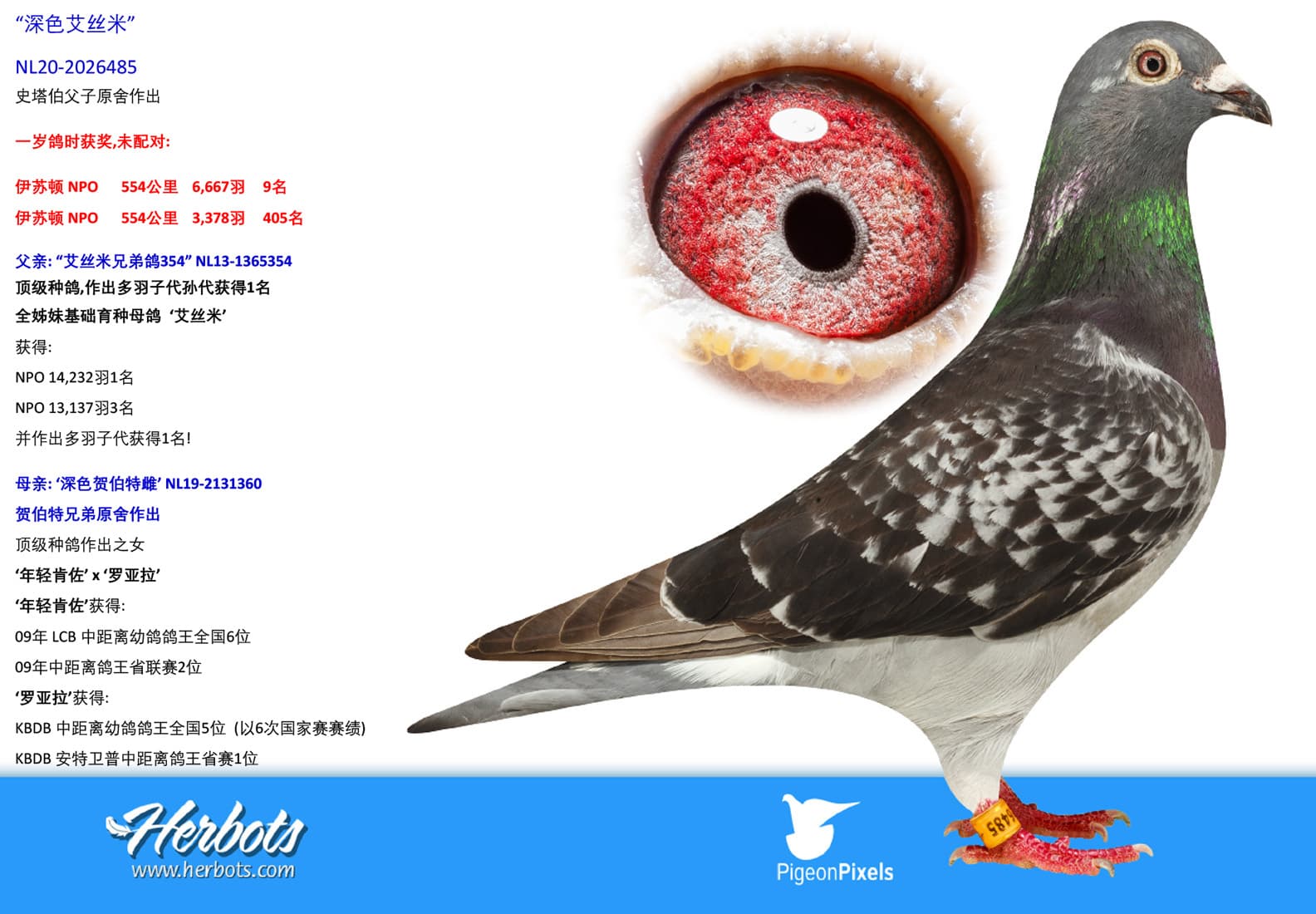pigeon: undefined