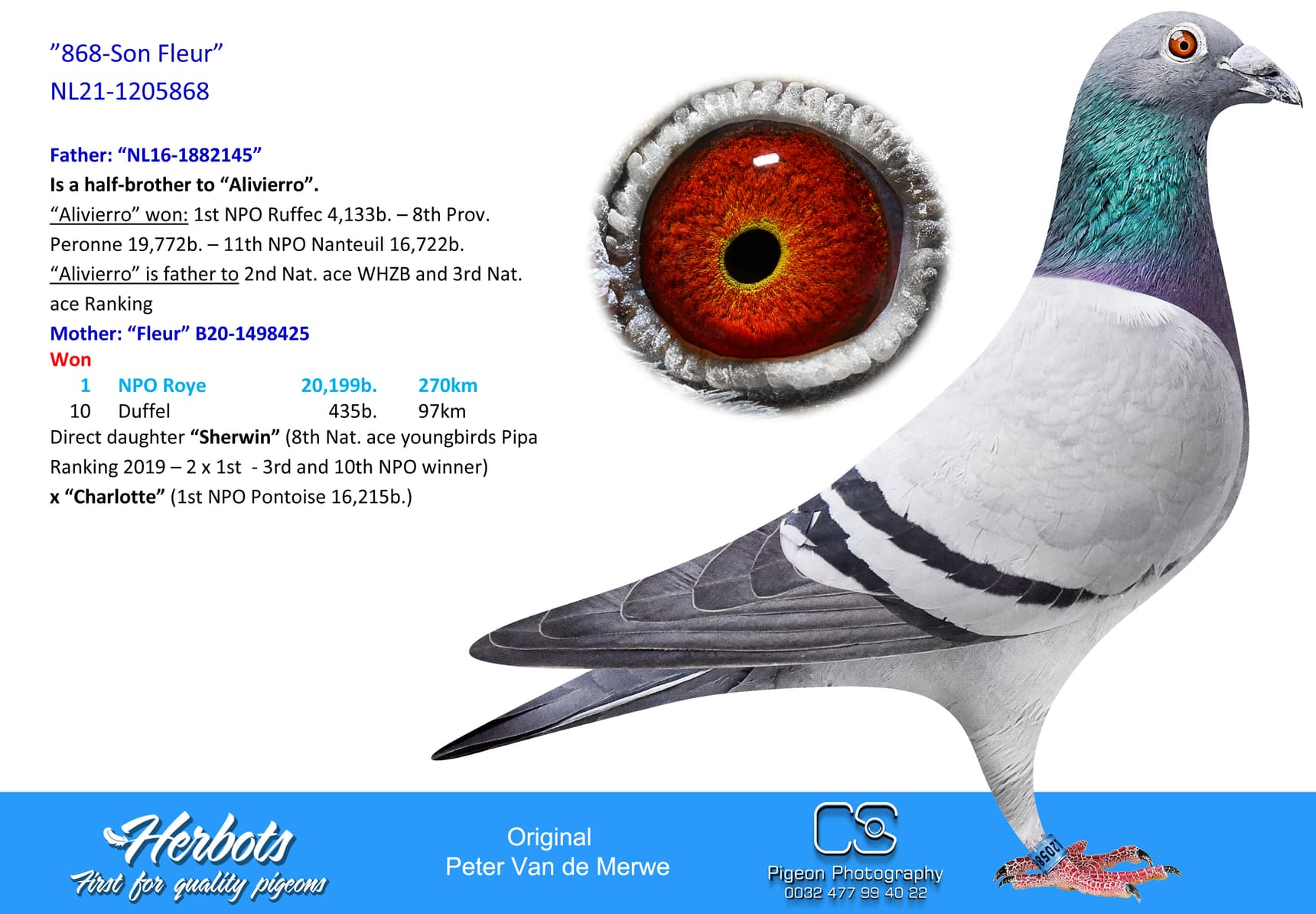 pigeon: undefined