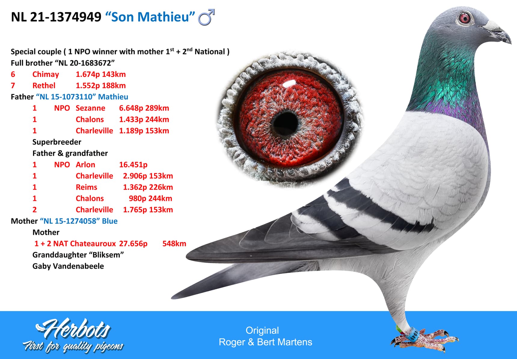 pigeon: undefined