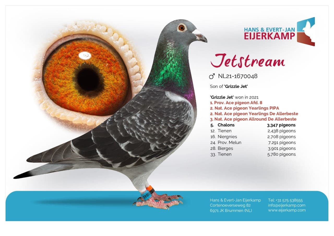 pigeon: “Jetstream”