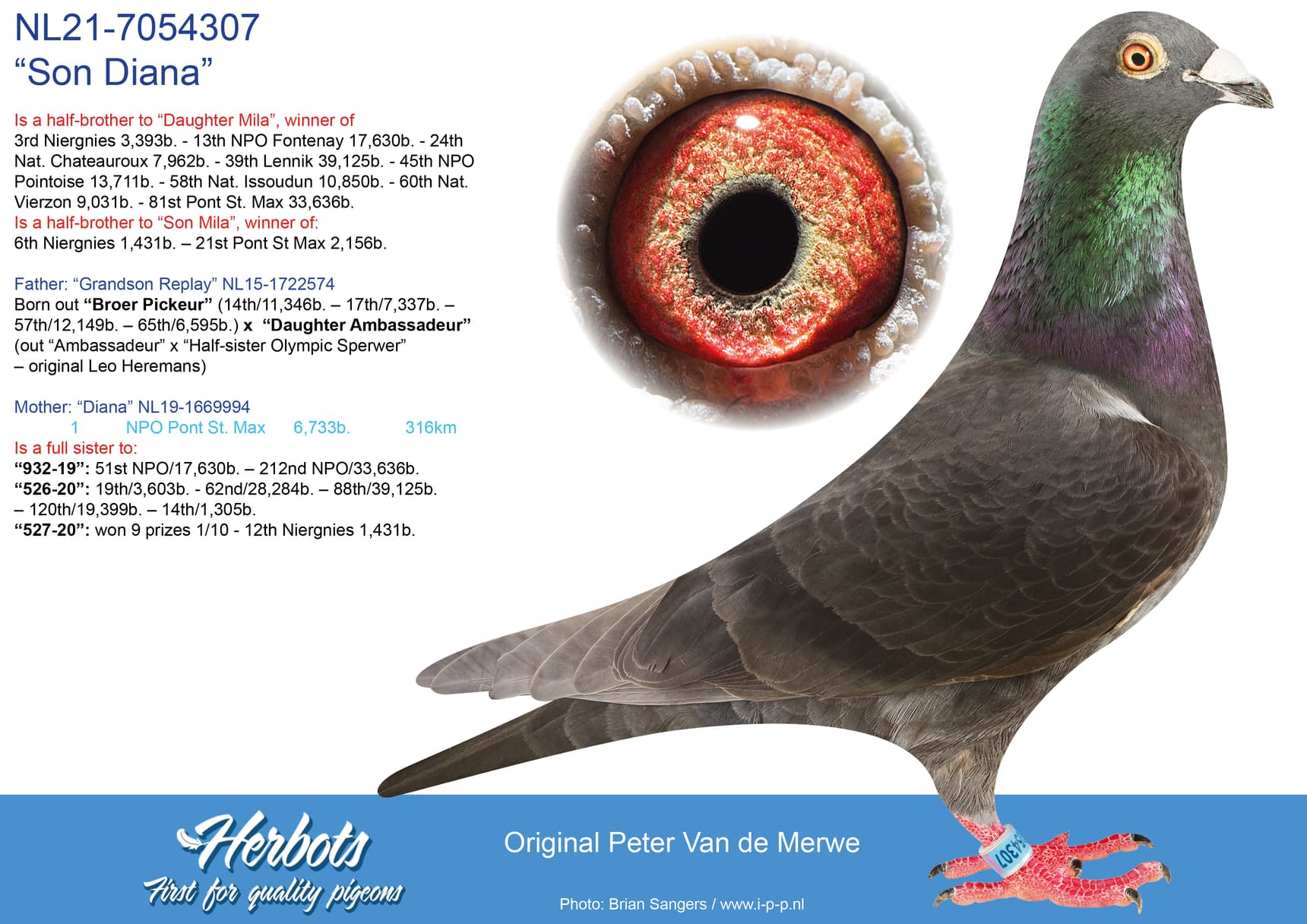 pigeon: “Son Diana”