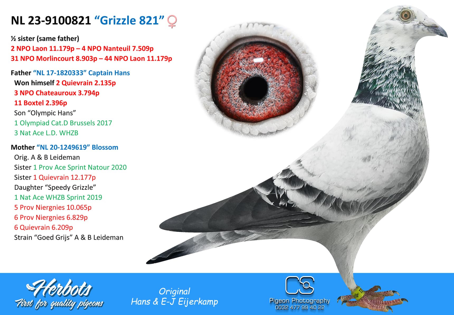 pigeon: “Grizzle 821”
