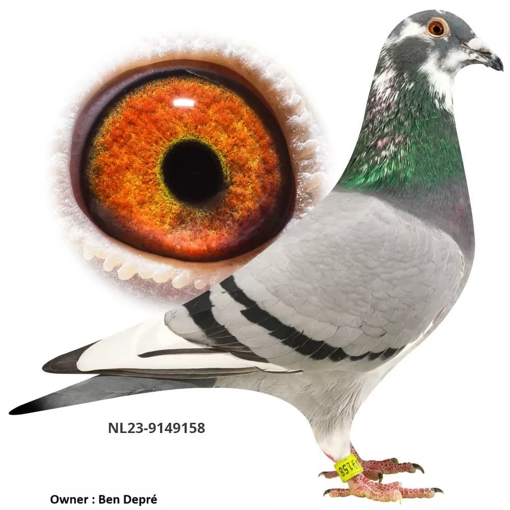 "Olympic Kittel 158"