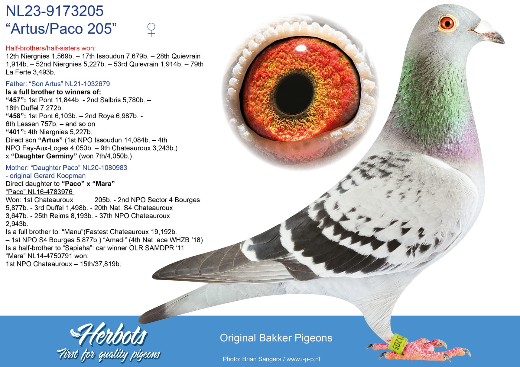 pigeon: “Artus/Paco 205”