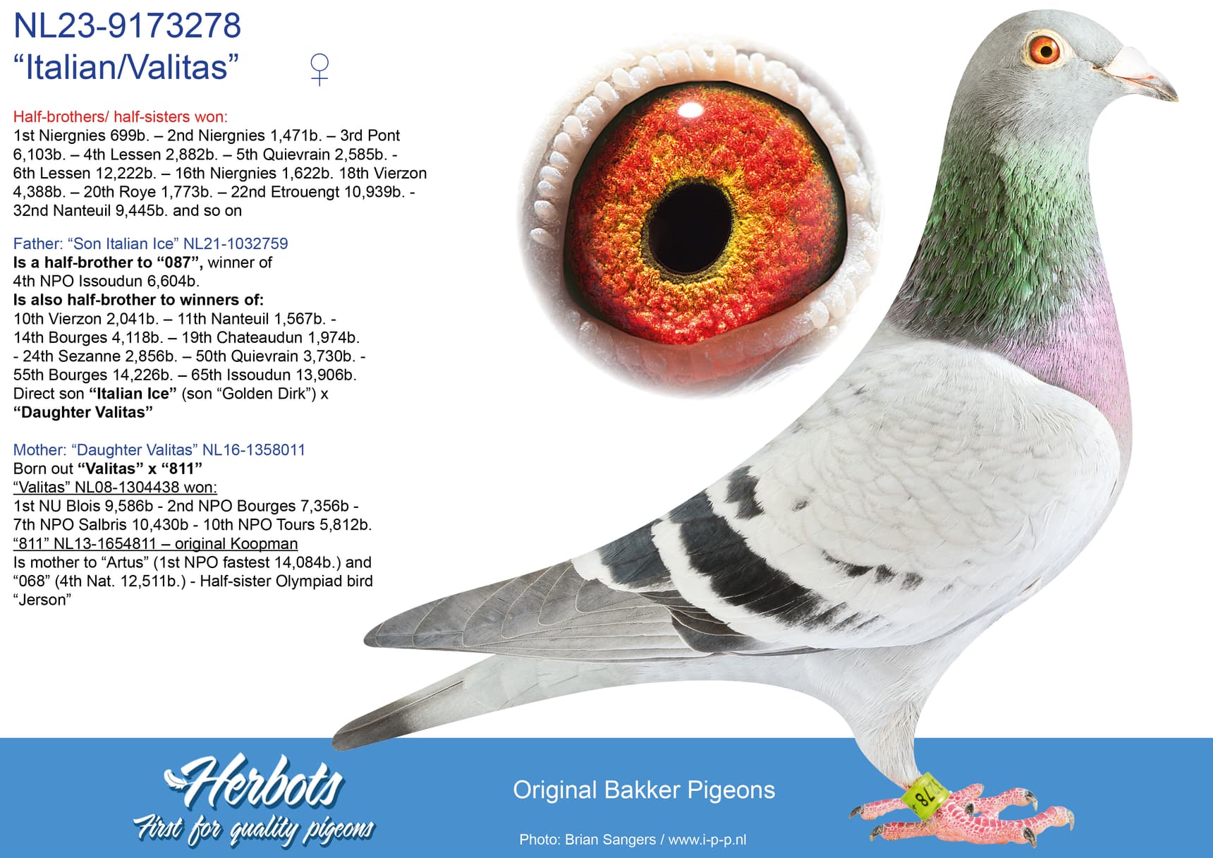 pigeon: “Italian/Valitas”