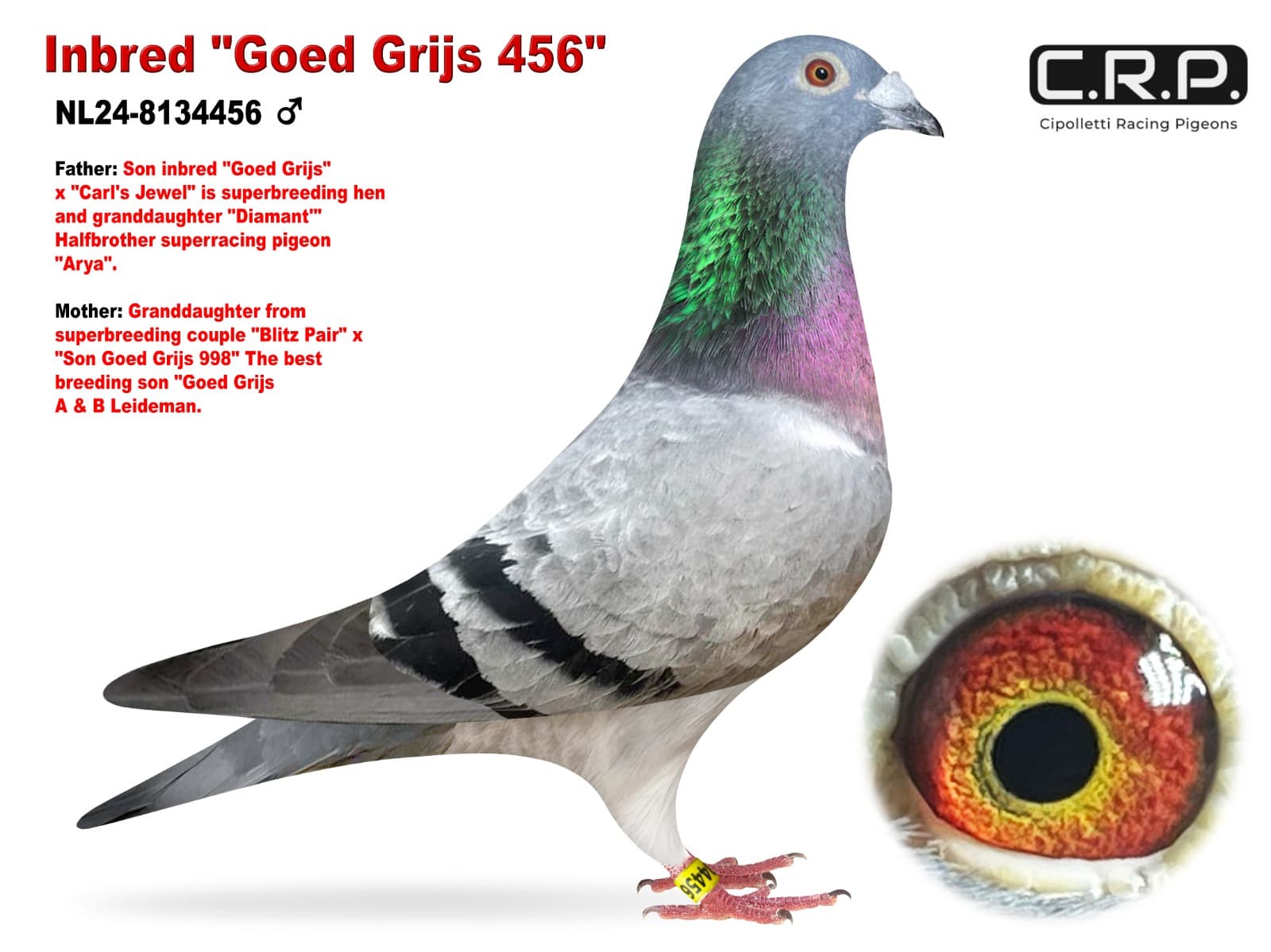 Inbred "Goed Grijs 456"