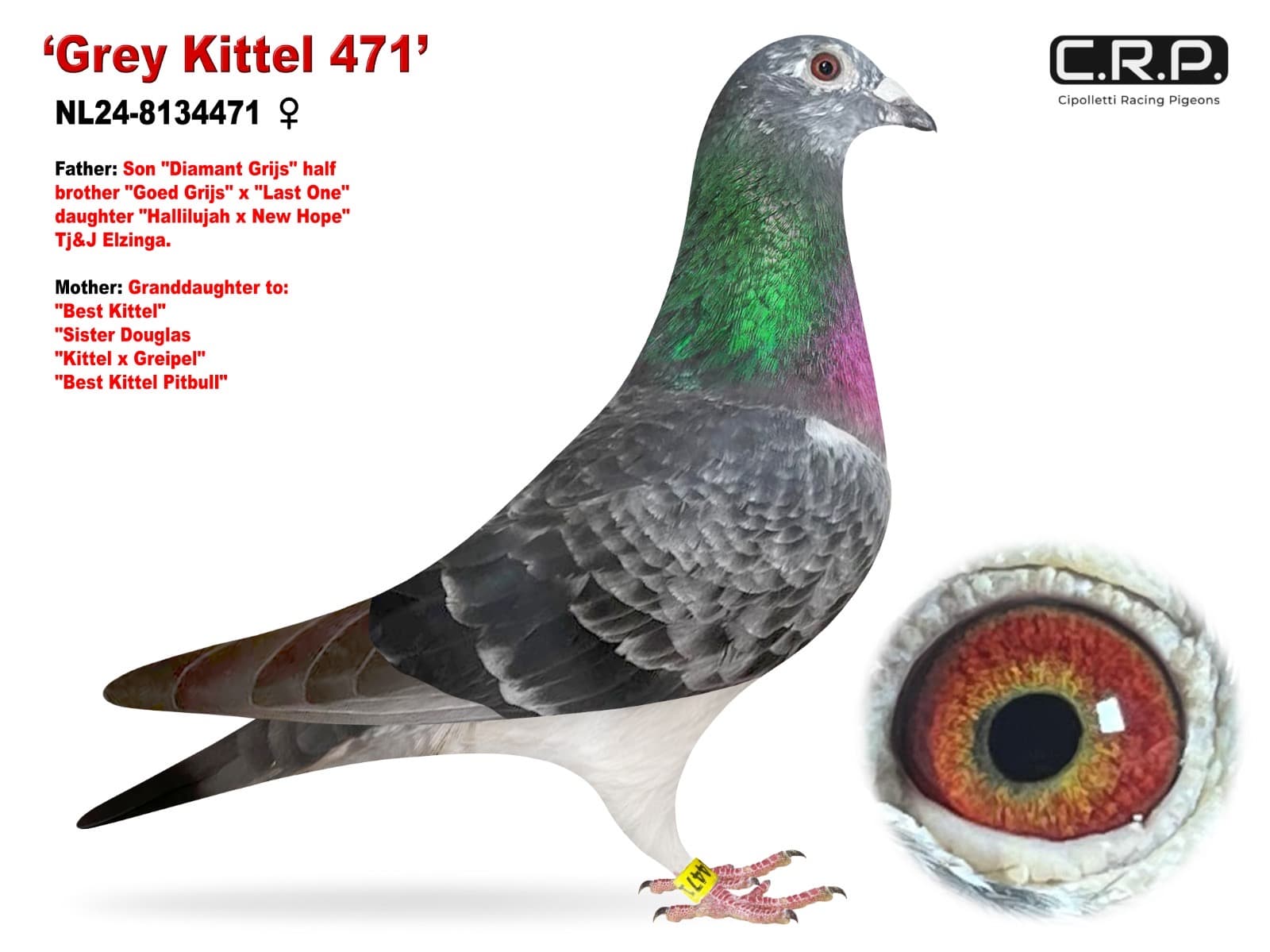 ‘Grey Kittel 471’