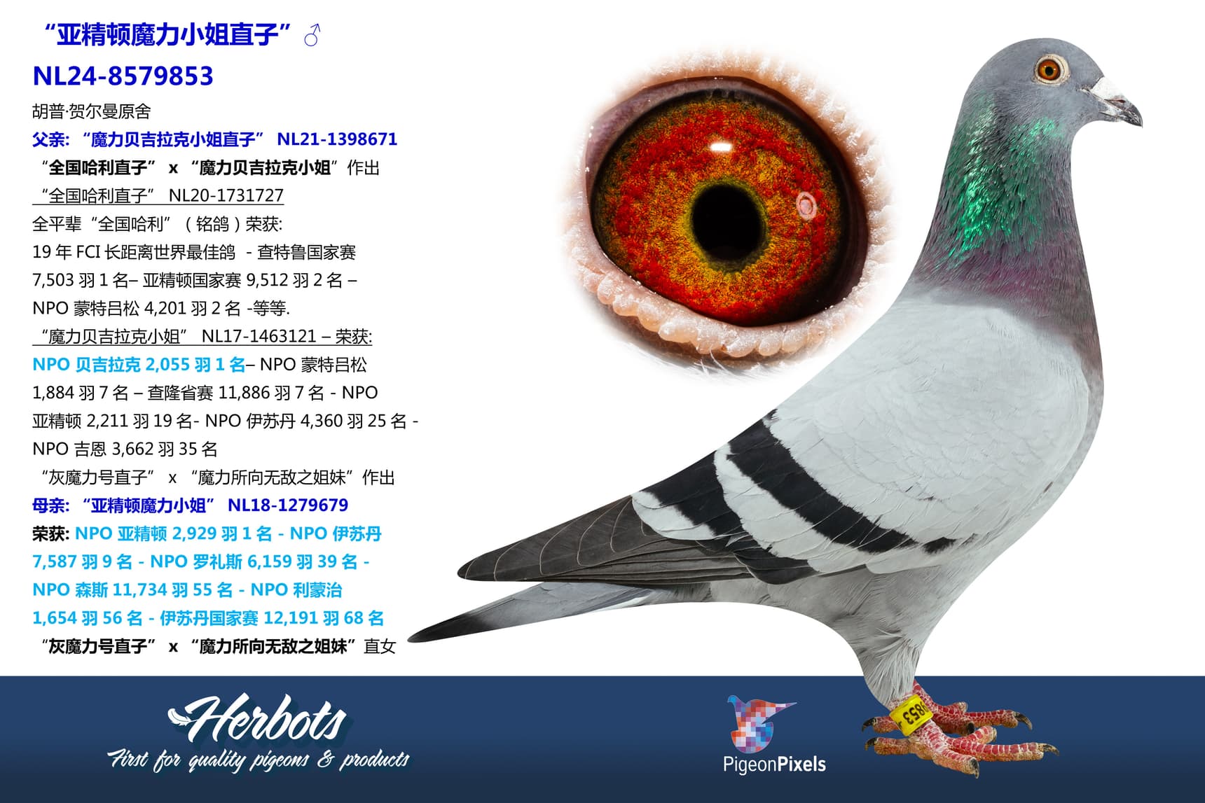 pigeon: undefined