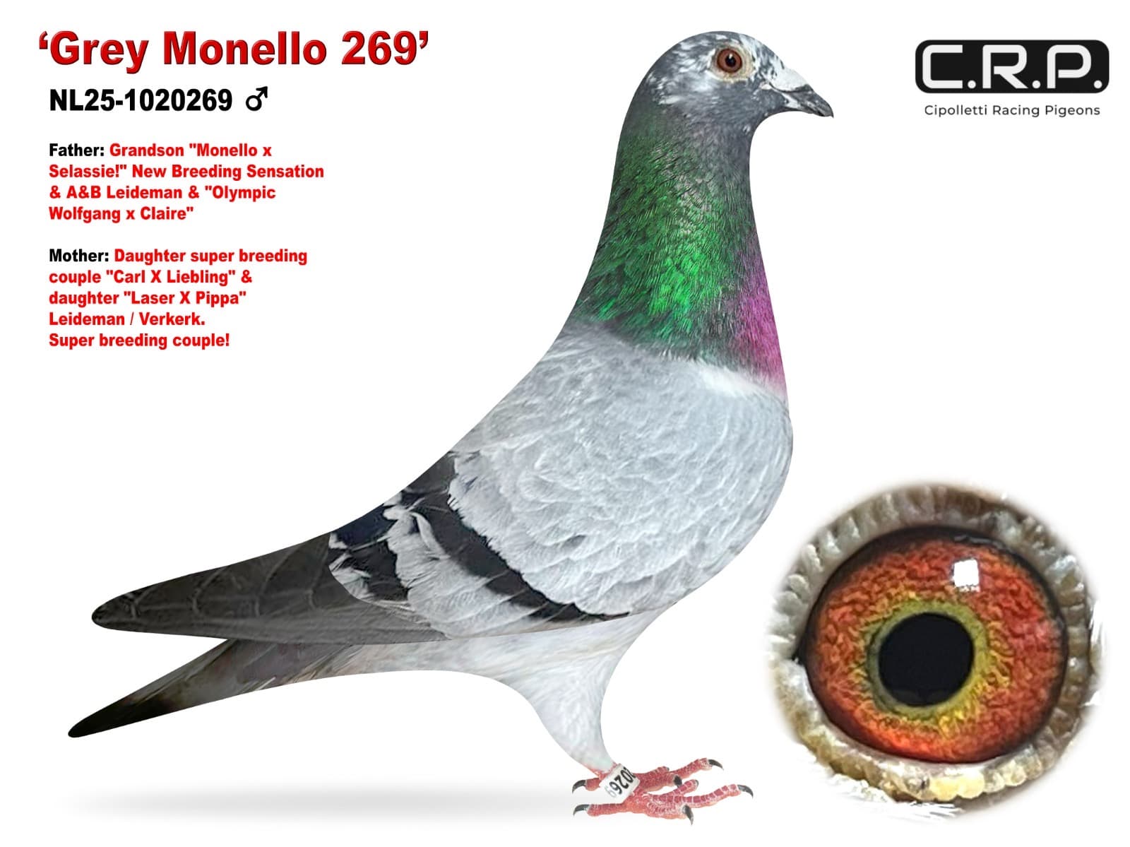 ‘Grey Monello 269’