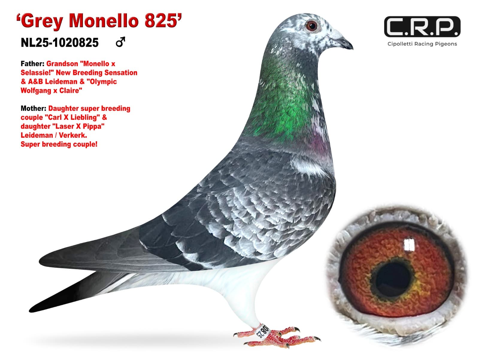 ‘Grey Monello 825’