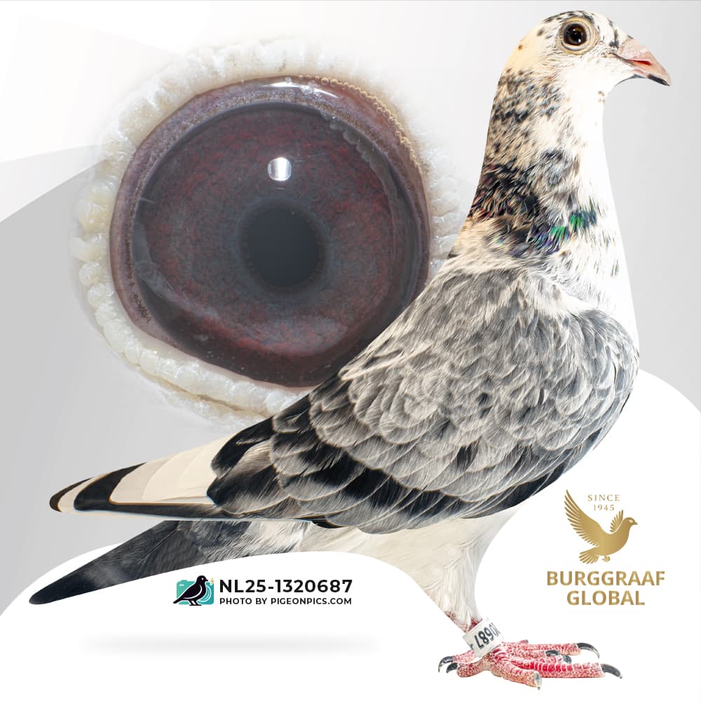 “New Gen Grijs 687”