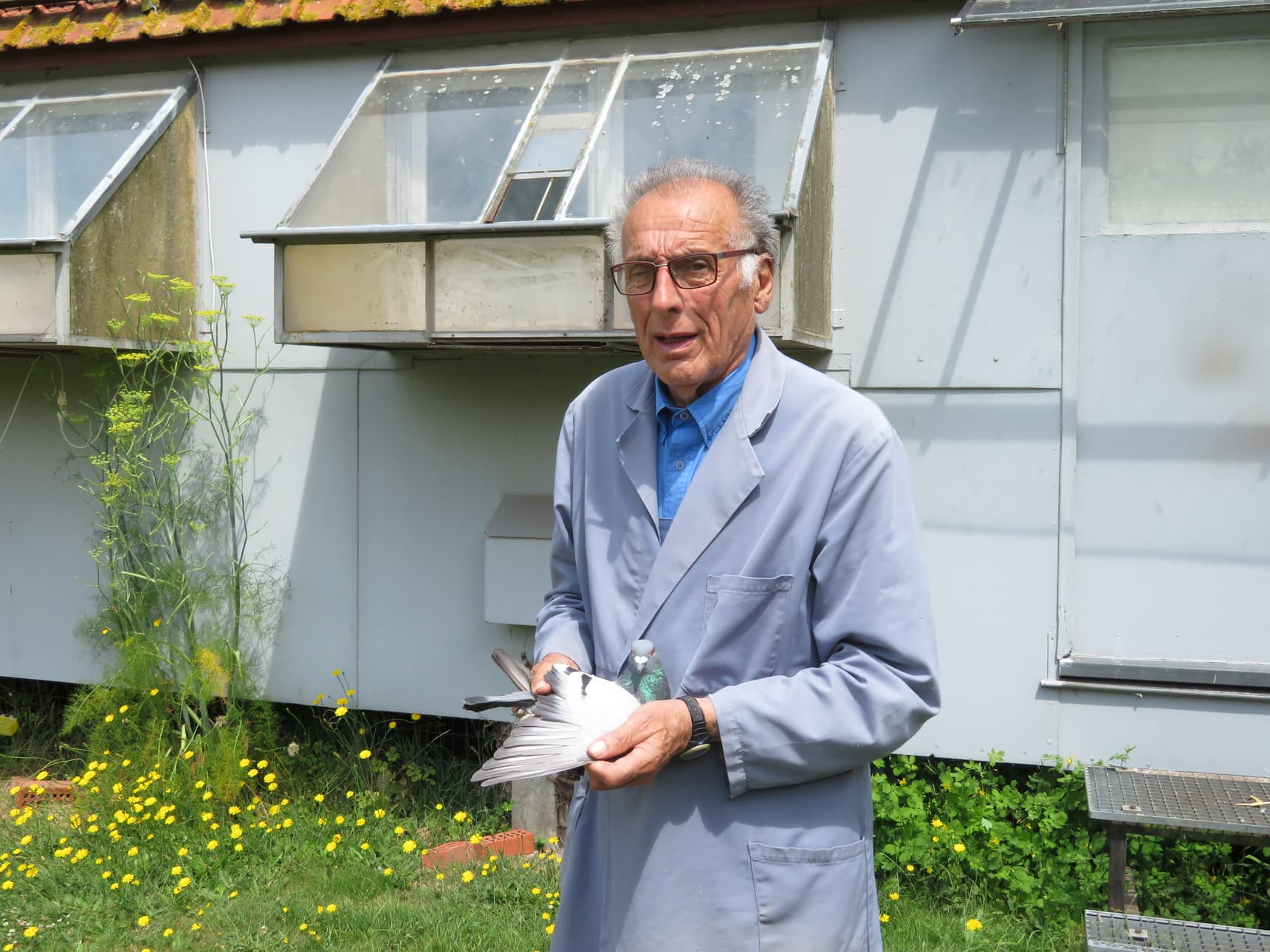 Pigeon Bids original Peiren Noel