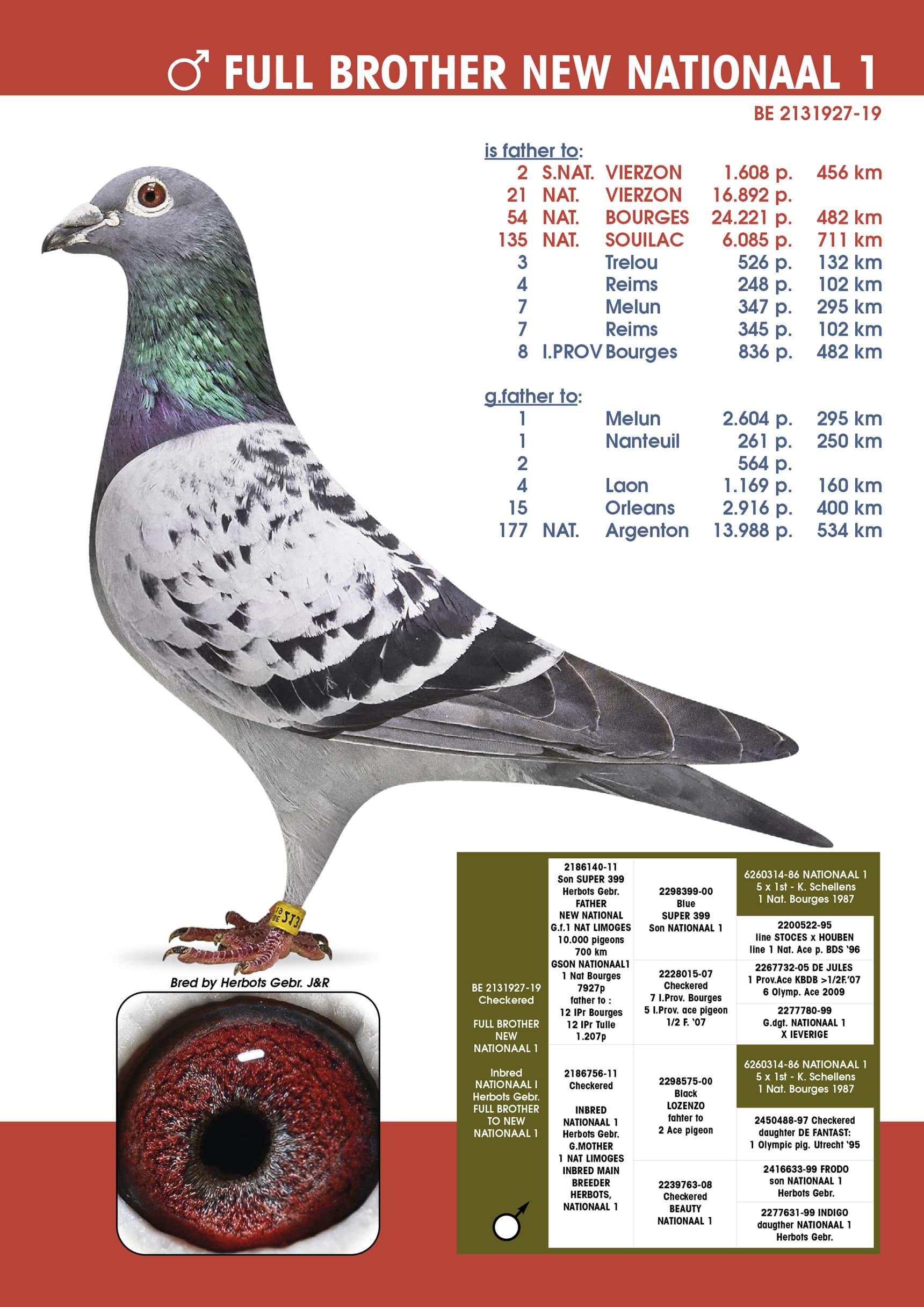 Full brother New National 1